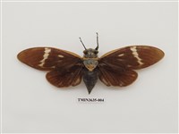 藏品(臺灣爺蟬)的圖片